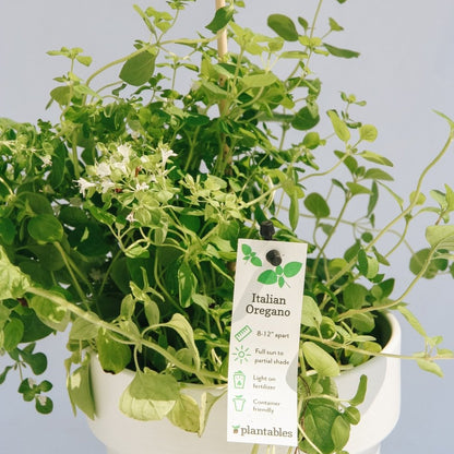 Italian Oregano - LandscapeDirect