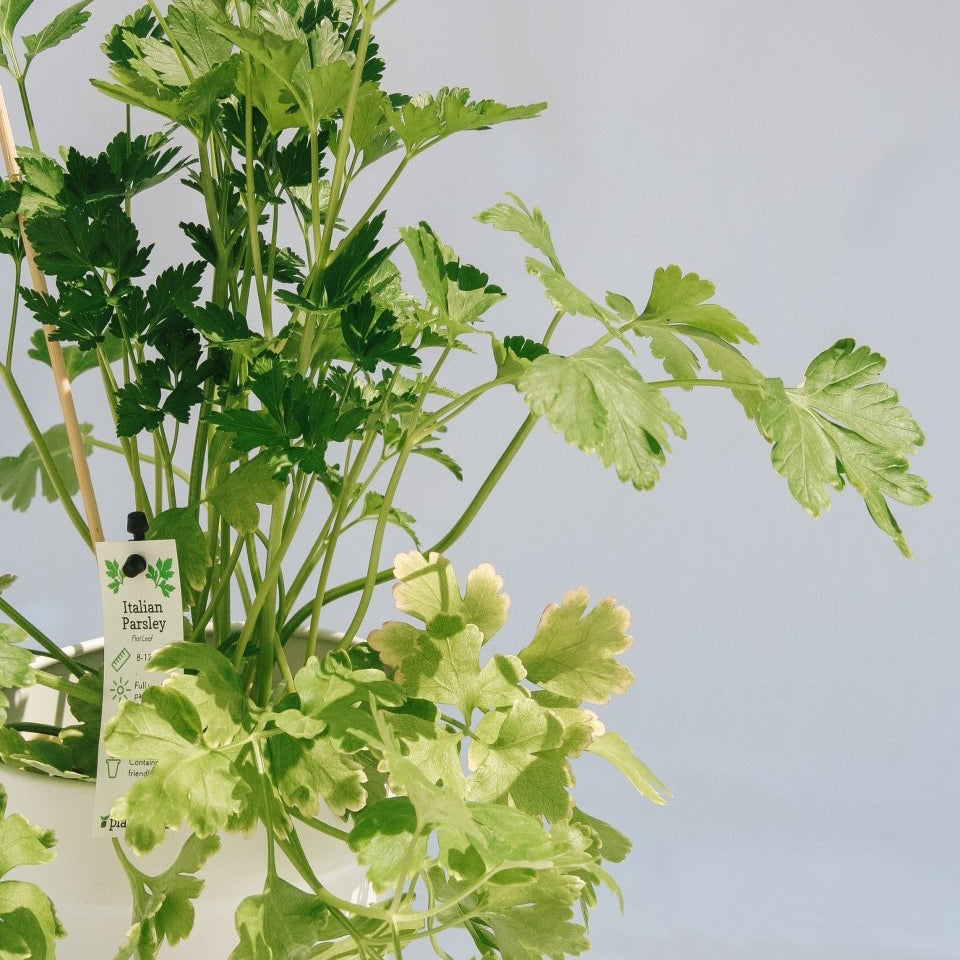 Italian Parsley - LandscapeDirect