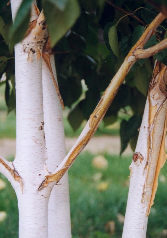 Jacquemonti Birch - Clump