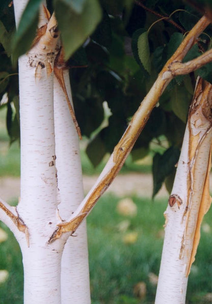 Jacquemonti Birch - Clump - LandscapeDirect