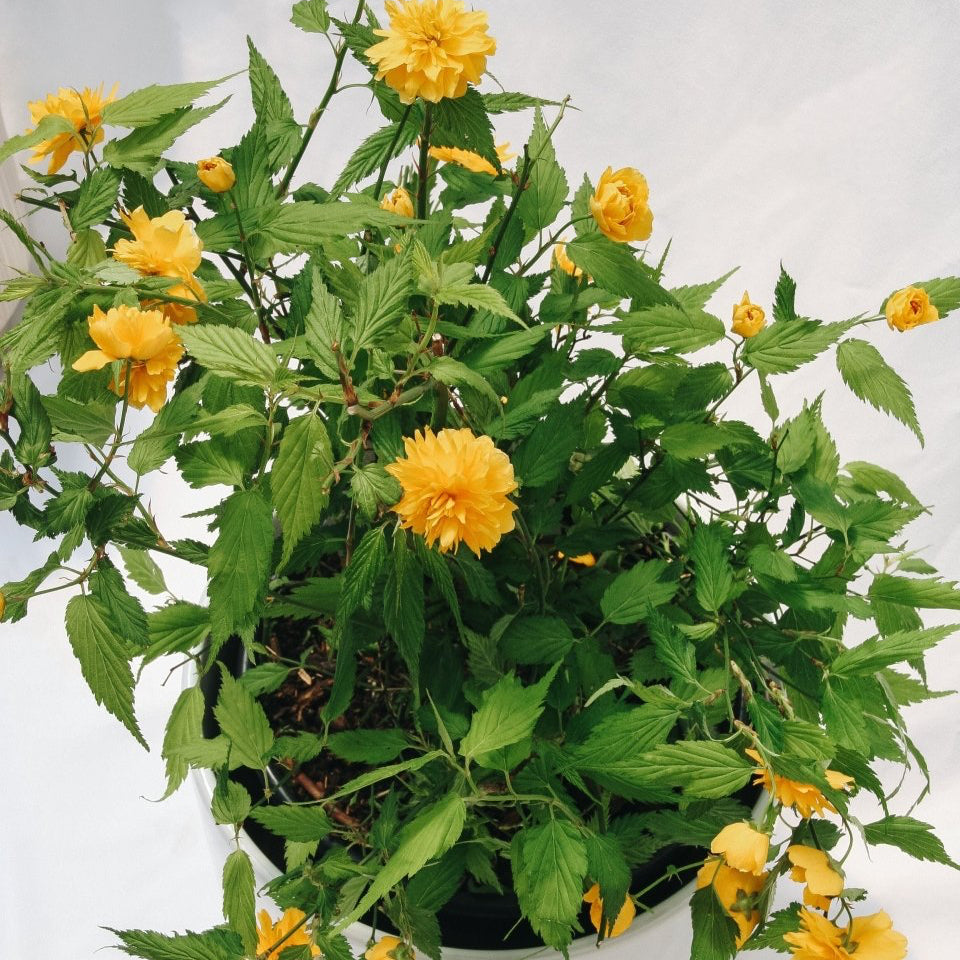 Japanese Kerria - LandscapeDirect