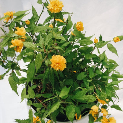 Japanese Kerria - LandscapeDirect