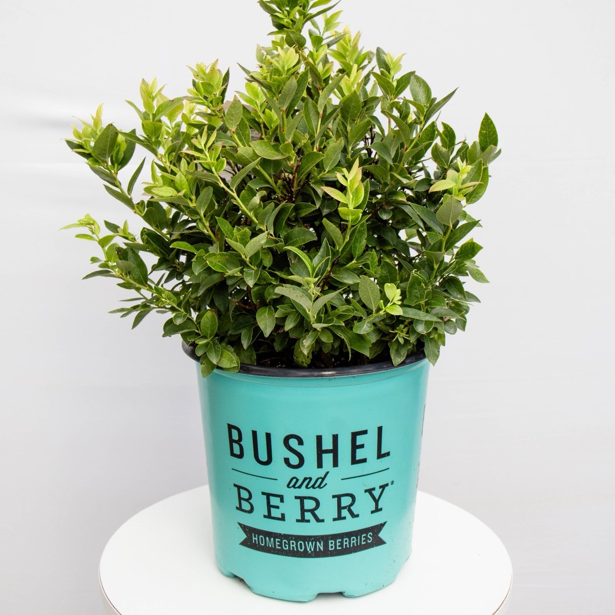 Jelly Bean Blueberry - LandscapeDirect