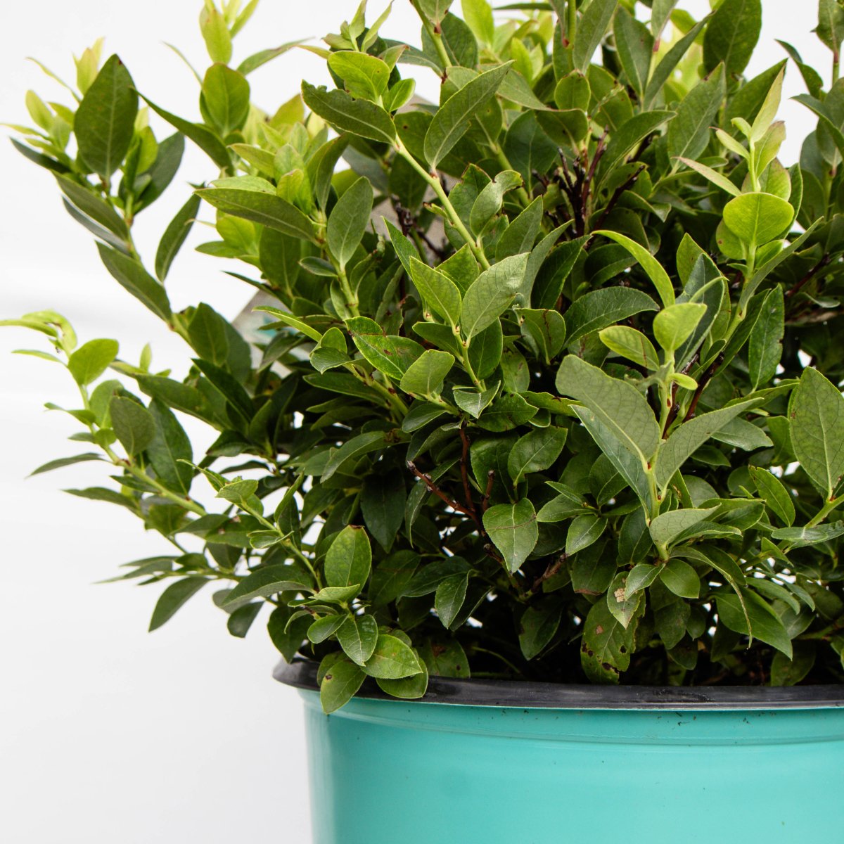 Jelly Bean Blueberry - LandscapeDirect