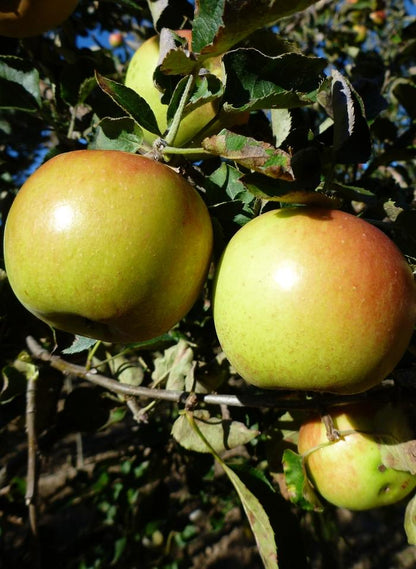 Jonagold Apple - LandscapeDirect