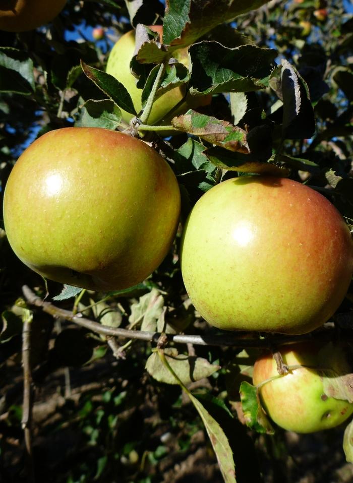 Jonagold Apple
