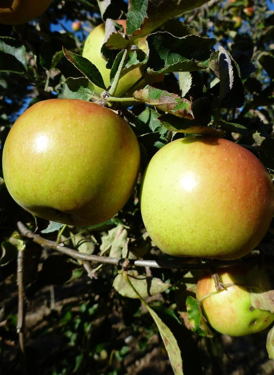 Jonagold Apple