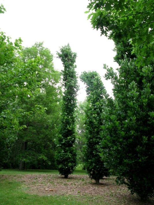 Kindred Spirit Oak