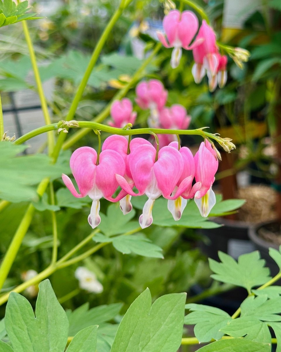 King of Hearts Bleeding Heart - LandscapeDirect