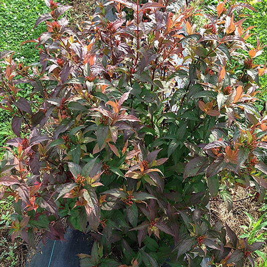 Kodiak Spiced™ Diervilla - LandscapeDirect