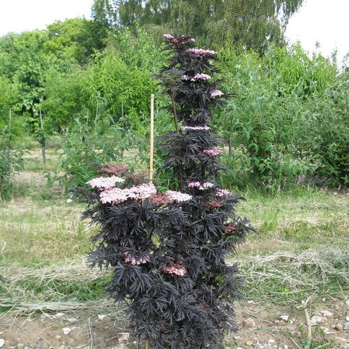 Laced Up® Elderberry - LandscapeDirect