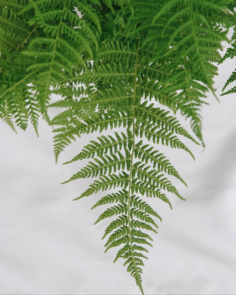 Lady Fern - LandscapeDirect