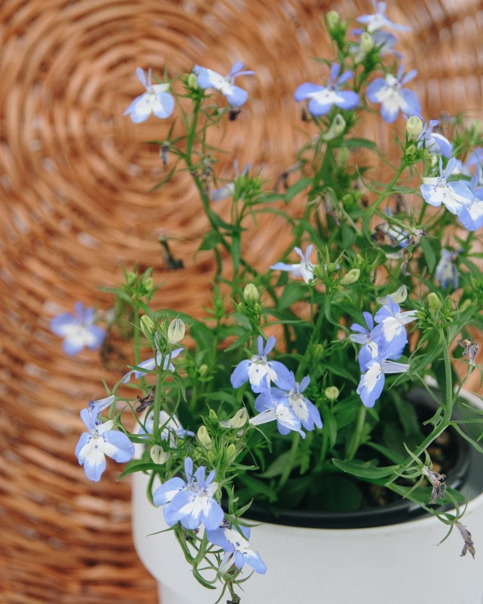 Laguna Compact Blue with Blue - LandscapeDirect