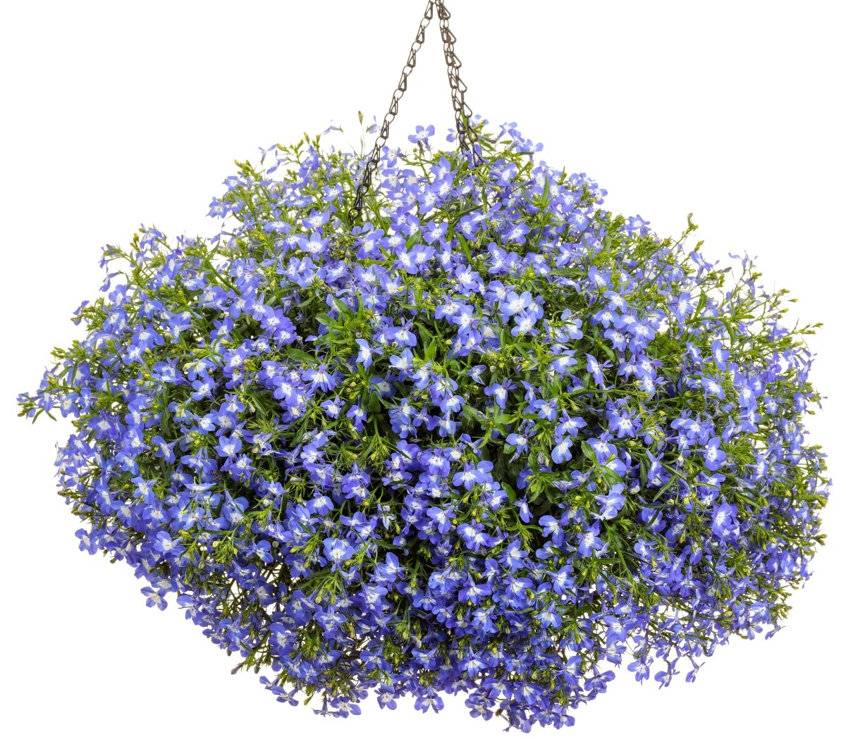 Laguna Compact Blue with Eye Lobelia - LandscapeDirect
