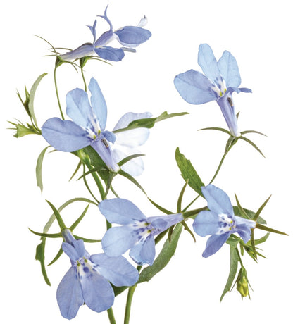Laguna™ Royale Azure Lobelia - LandscapeDirect