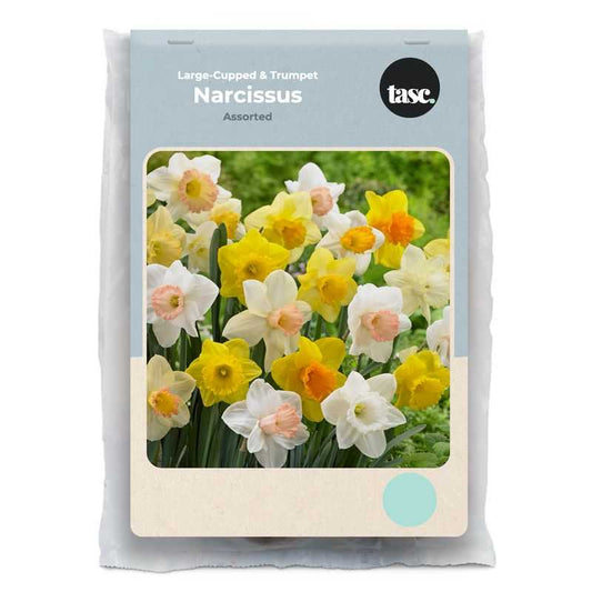 Large-Cupped & Trumpet Assorted Daffodil - LandscapeDirect