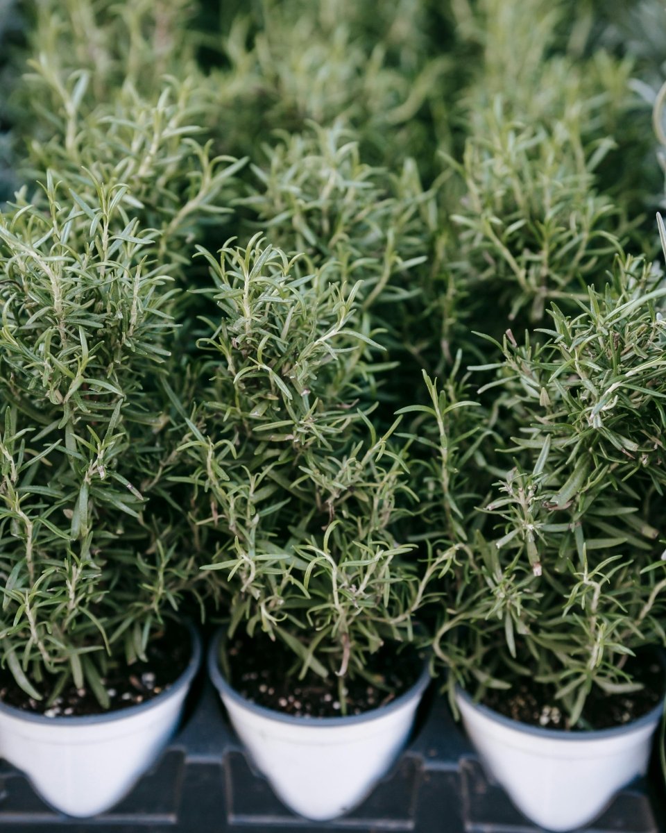 Lavender - LandscapeDirect