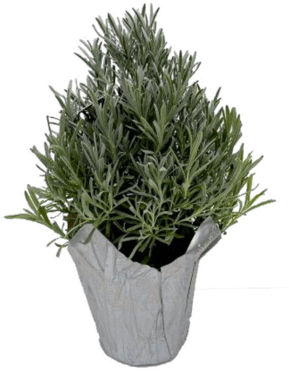 Lavender Tree Pyramid - LandscapeDirect