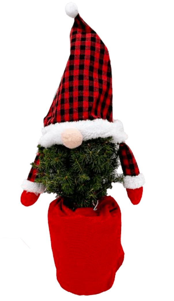 Lawson False Cypress Gnome Tree - LandscapeDirect