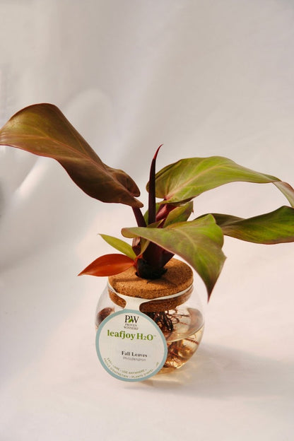 Leafjoy H20 Bowl Fall Leaves Philodendron - LandscapeDirect