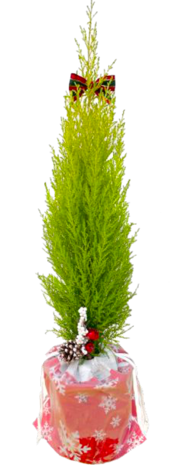 Lemon Cypress Tree - LandscapeDirect