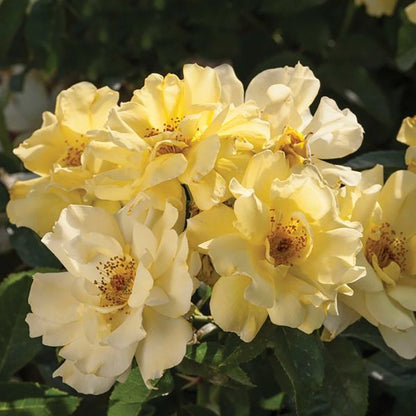 Lemon Drift Rose - LandscapeDirect