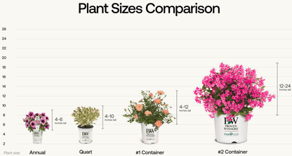 Let's Dance Big Band Reblooming hydrangea - LandscapeDirect