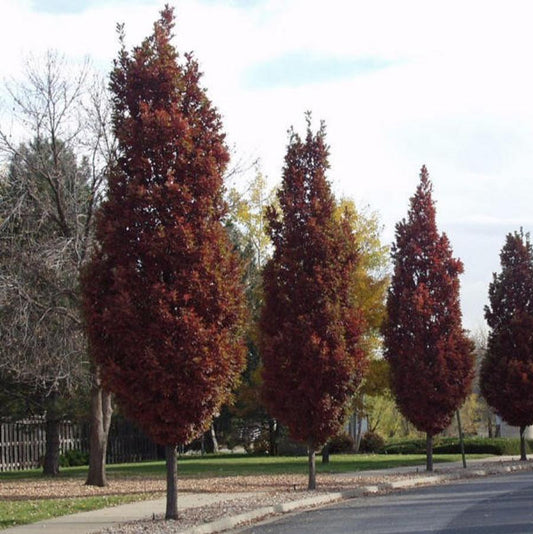 Scarlet Letter Oak Hybrid