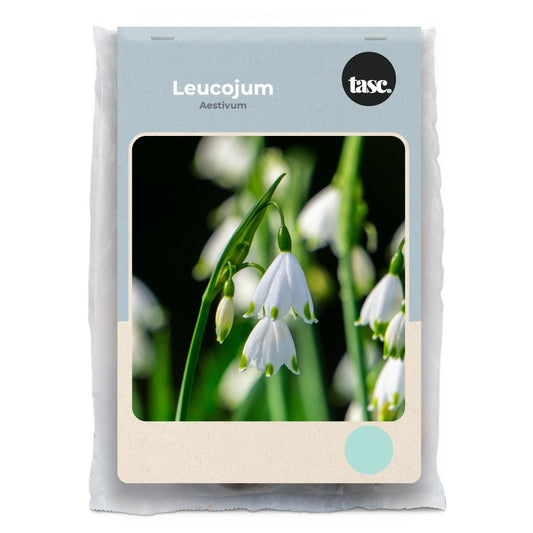 Leucojum Aestivum - LandscapeDirect