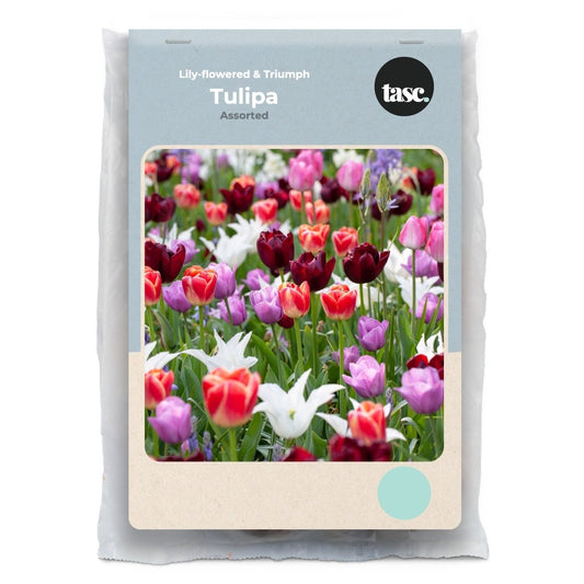 Lily-flowered & Triumph Assorted Tulip - LandscapeDirect