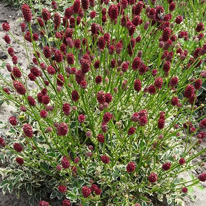 Little Angel Burnet - LandscapeDirect