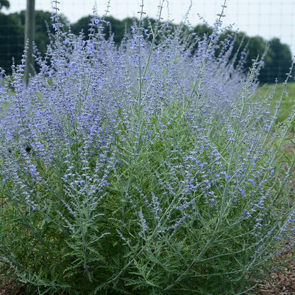 Little Lace Russian Sage - LandscapeDirect