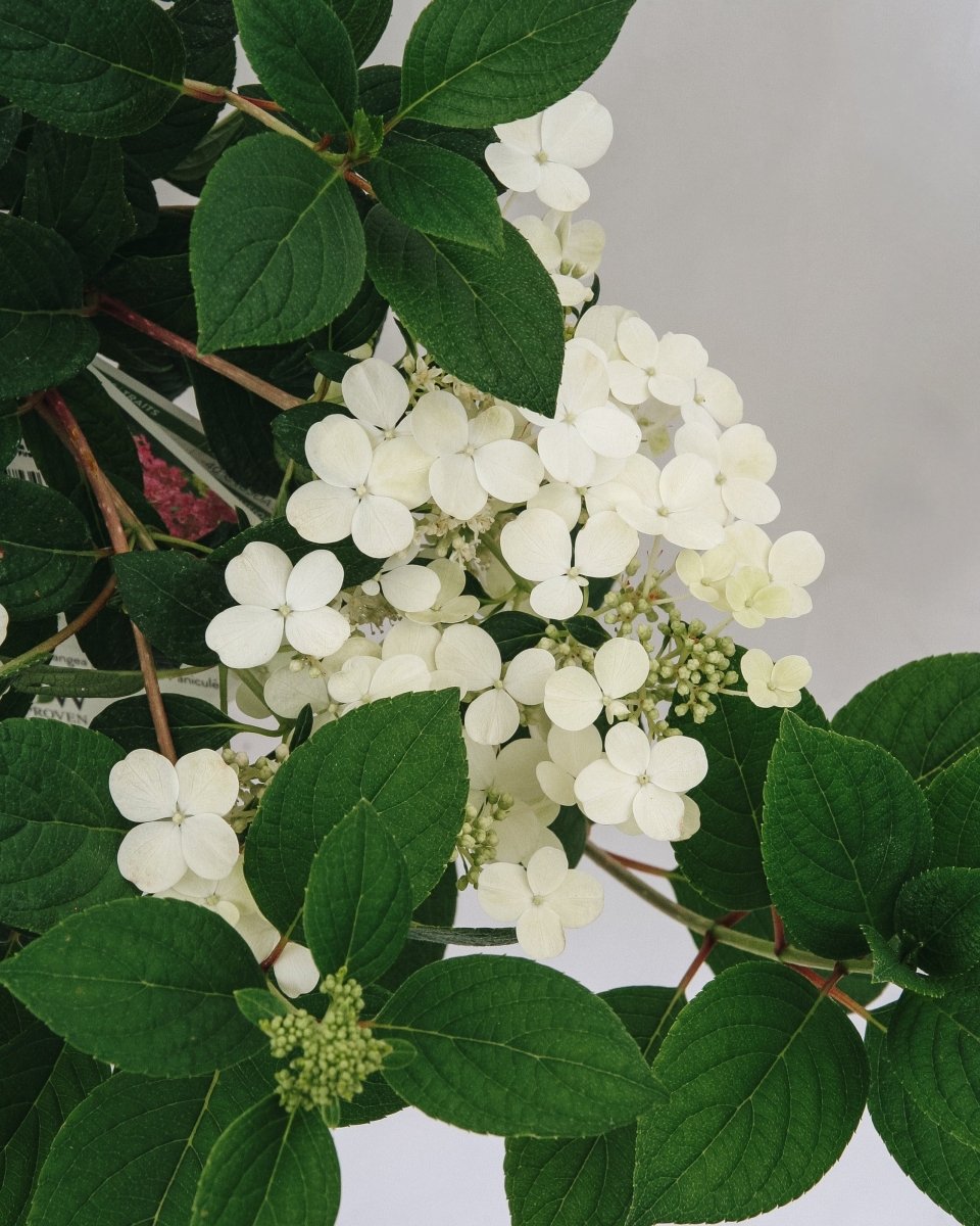 Little Quick Fire Hydrangea - LandscapeDirect