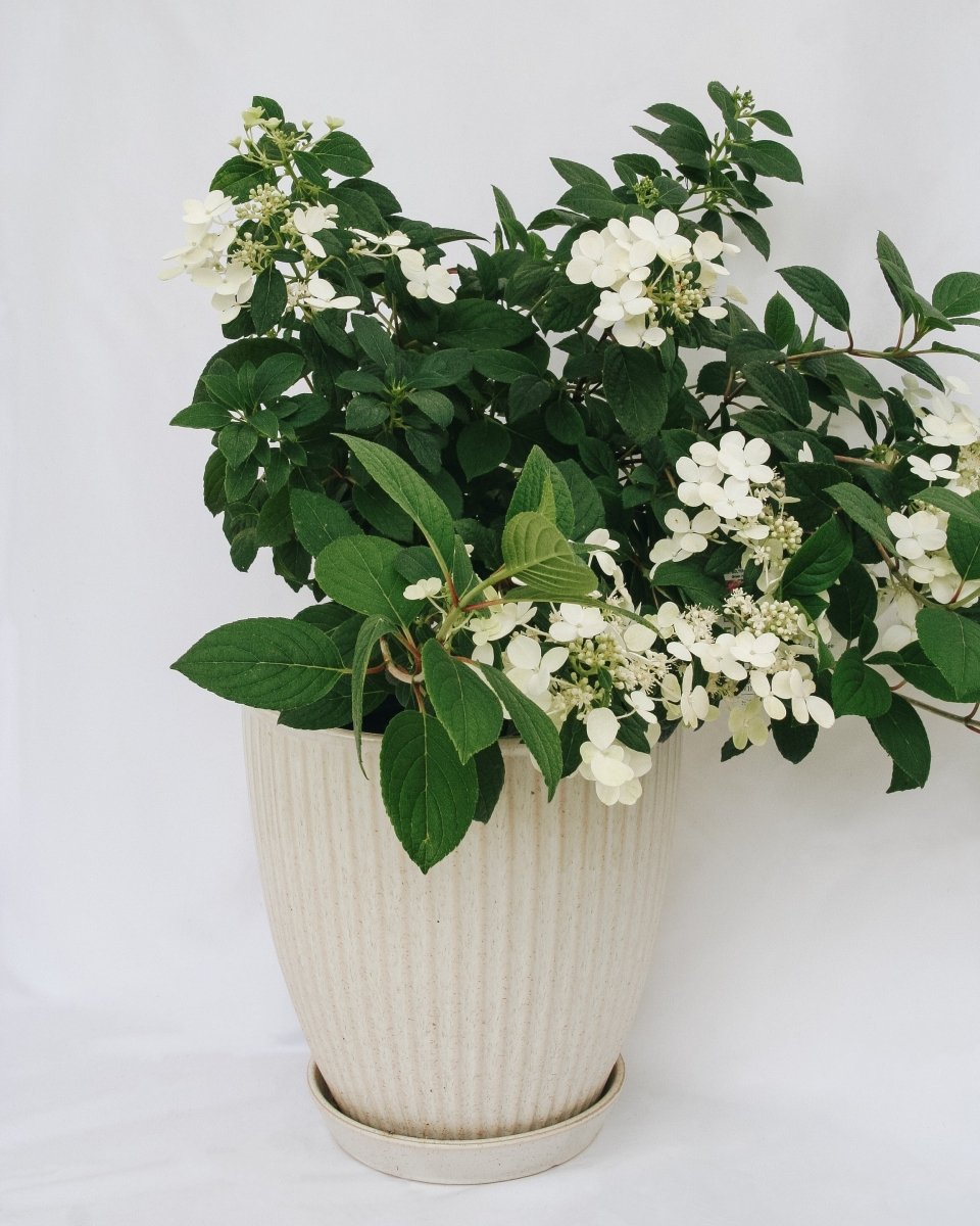 Little Quick Fire Hydrangea - LandscapeDirect