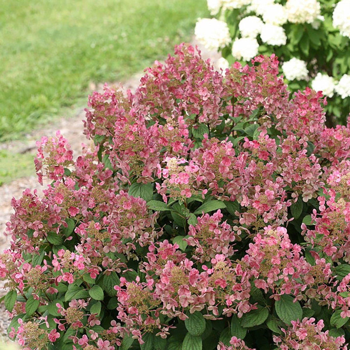 Little Quick Fire Hydrangea - LandscapeDirect