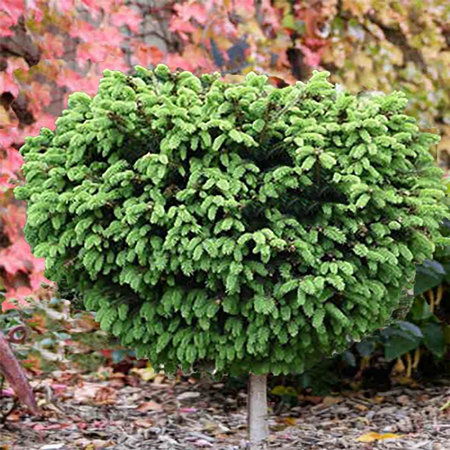 Little Gem Norway Spruce - Standard