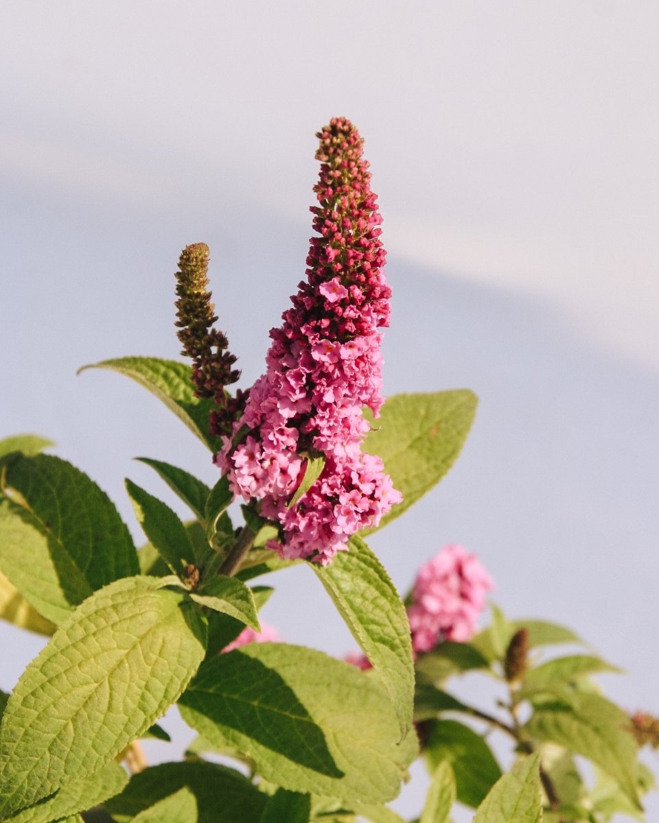 Lo & Behold Ruby Chip Butterfly Bush - LandscapeDirect