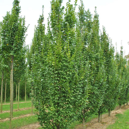 Lucas European Hornbeam