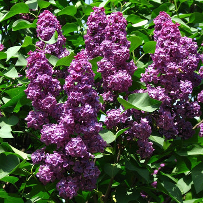 Ludwig Spaeth French Hybrid Lilac - LandscapeDirect