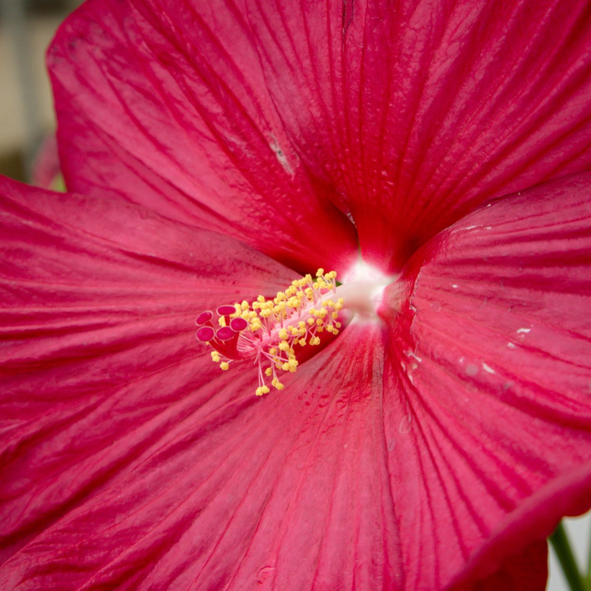 Luna Red Rose Mallow - LandscapeDirect