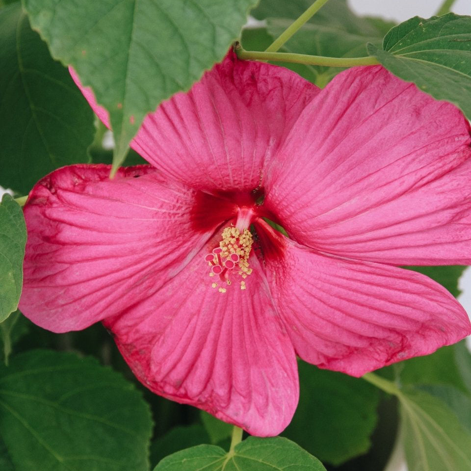 Luna Rose Rose Mallow - LandscapeDirect