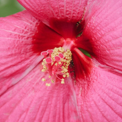 Luna Rose Rose Mallow - LandscapeDirect