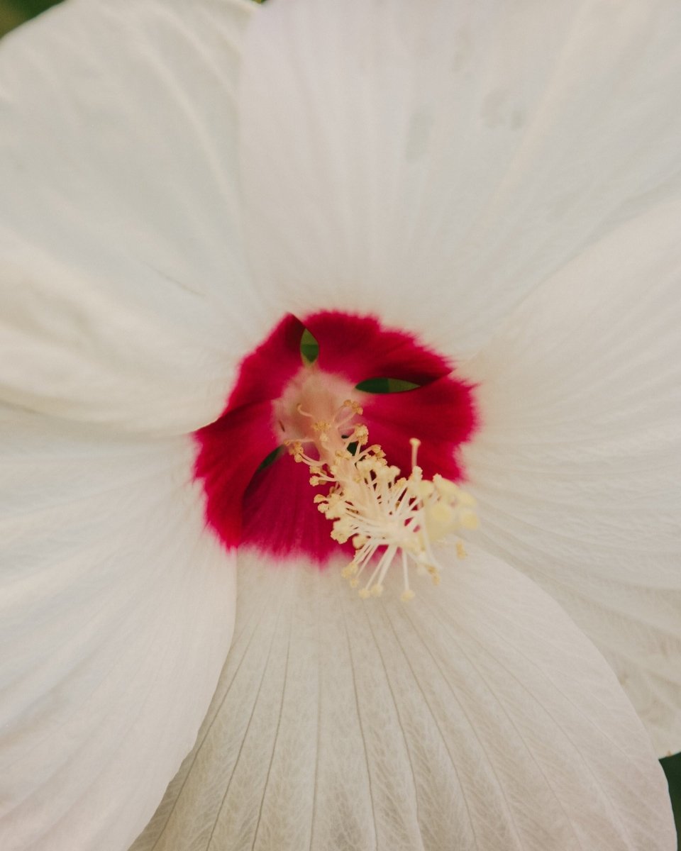 Luna White Rose Mallow - LandscapeDirect
