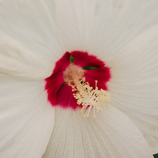 Luna White Rose Mallow - LandscapeDirect