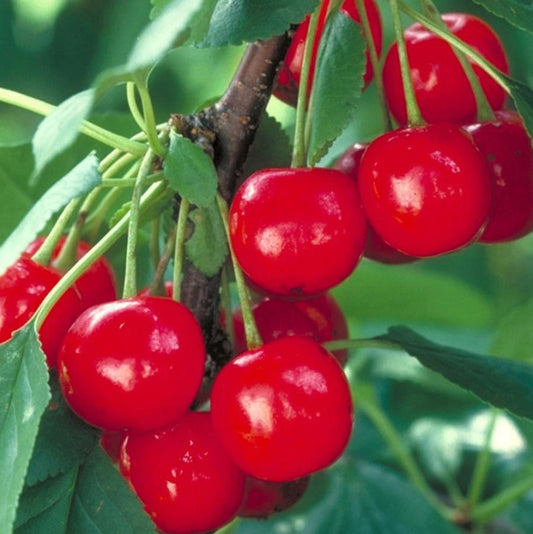 Meteor Cherry