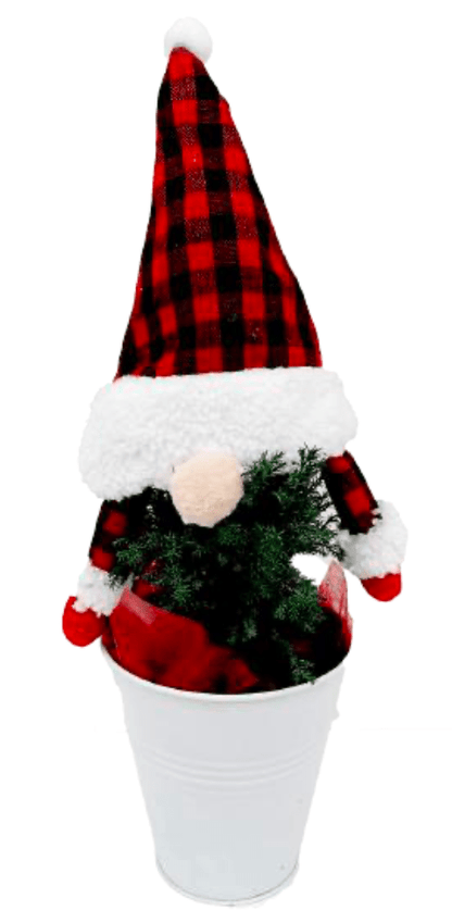 Mirjam Greencrest Cypress Gnome Tree - LandscapeDirect