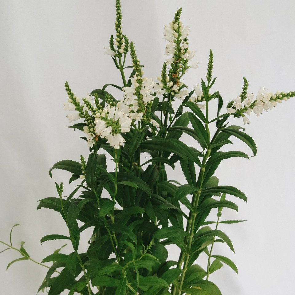 Miss Manners Obedient Plant - LandscapeDirect