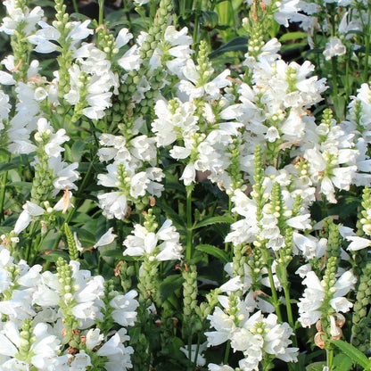 Miss Manners Obedient Plant - LandscapeDirect