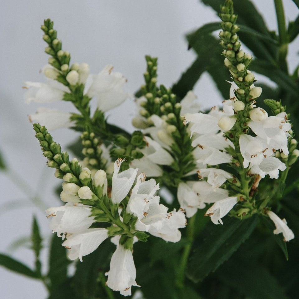 Miss Manners Obedient Plant - LandscapeDirect
