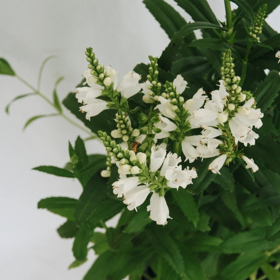 Miss Manners Obedient Plant - LandscapeDirect